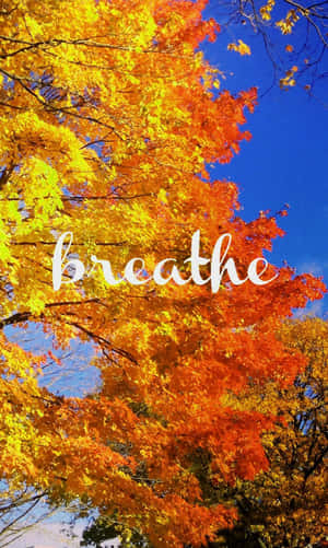 秋天的樹，橙色和黃色的葉子襯著藍天，帶有「breathe」字樣