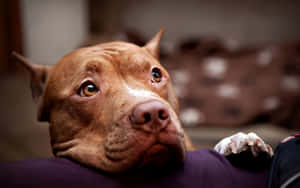 一隻棕色比特犬將頭部擱在室內的紫色表面上。