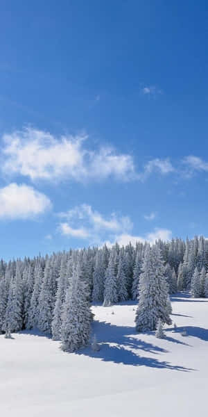 在晴朗藍天和蓬鬆白雲下的雪松林。 — 冬日美學 壁紙
