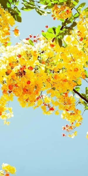 黃色花朵從樹上垂下，映襯著晴朗的藍天。 — 黃色 壁紙