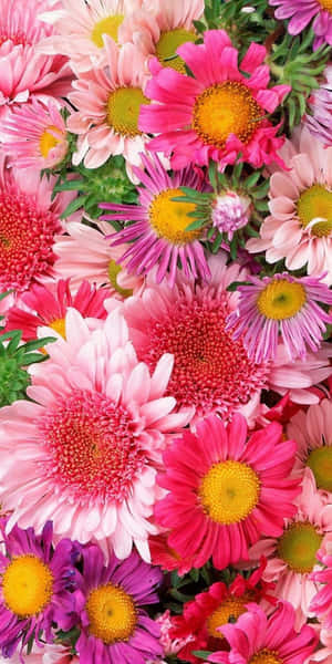 粉紅、紫色和黃色的彩色雛菊與綠葉。 — 花系美學 壁紙