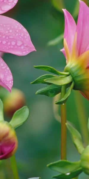 花園中花瓣上帶有露珠的粉紅色大理花。 — 粉紅花朵 壁紙