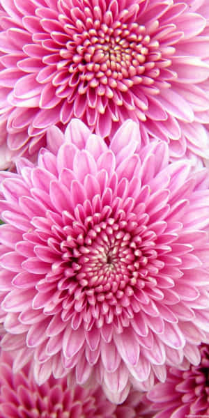 鮮豔粉紅色菊花，花瓣層層疊疊，近鏡觀賞。 — 花系美學 壁紙