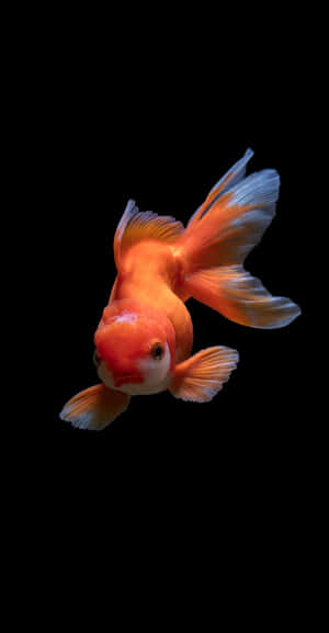 一條明亮的橙色金魚，擁有流動的魚鰭，在黑暗的水中游動。 — Pixel Fold 壁紙