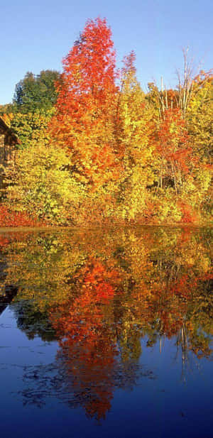 秋樹的紅色和黃色樹葉倒映在平靜的池塘中。 — 森林景色 壁紙