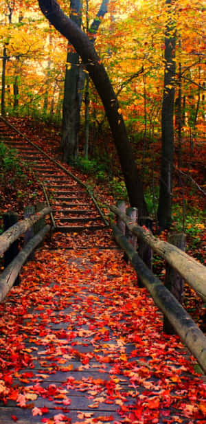 森林中鋪滿紅色和橙色秋葉的木樓梯。 — 森林景色 壁紙