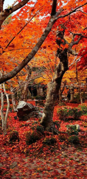 一棵樹下覆蓋著鮮紅色和橙色楓葉的日本花園。 — 秋天 壁紙