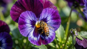 蜜蜂在紫色三色堇上採集花蜜於花園中
