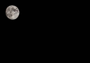 一隻小鳥在黑色夜空襯托下飛過滿月前方。