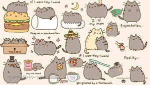 貓咪 Pusheen 在有趣的情況中，例如睡在棉花糖上或被牙刷梳理毛髮。
