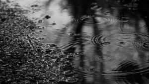 雨滴在濕路面上泛起漣漪，以單色反射樹木。