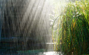 雨水穿過陽光落在綠色蘆葦和水面上。