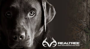 朱古力拉布拉多犬，專注地凝視著 Realtree 狗糧背景。