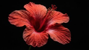 一朵紅色芙蓉花，帶有詳細的雄蕊，背景為黑色
