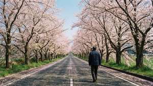 一個人沿著一條兩旁種滿盛開櫻花樹的道路行走。