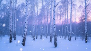 暮色中白樺林裡輕輕飄落的雪，帶有紫色和藍色調
