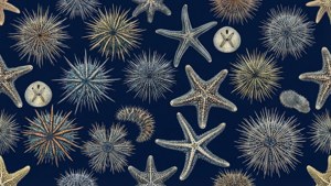 深藍色背景上以海星和海膽為特色的海洋生物圖案。