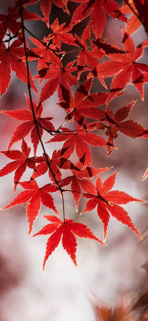 秋季明亮紅楓葉的特寫，背景柔和模糊。 — iPhone Xr 壁紙