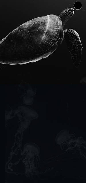 一隻海龜在黑暗的海洋中與水母一起游泳。