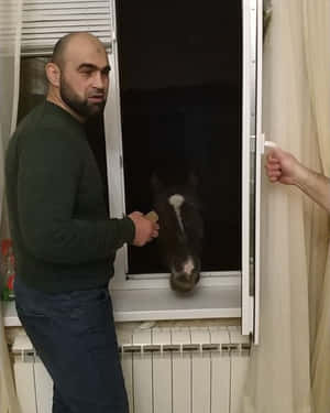 男人在夜間透過打開的窗戶撫摸馬匹。
