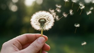 手拿蒲公英釋放種子到空中
