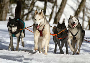 四隻哈士奇犬拉著雪橇穿過雪地森林。