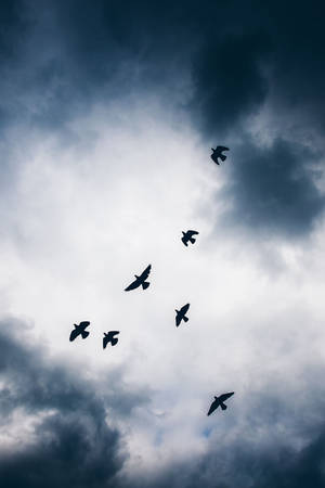 鳥兒在風暴天空下飛翔，背景有深色和淺色雲層。