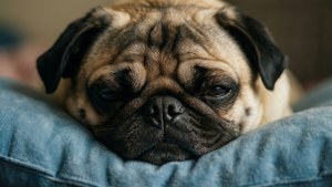 一隻睏倦嘅八哥犬將頭枕喺牛仔布 cushion 上。