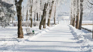 積雪的公園小徑，有長椅和結霜的樹木，通往一個涼亭。