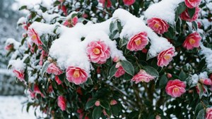 綠色葉子上被雪覆蓋的粉紅色山茶花