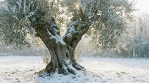 冬季田野中一棵被雪覆蓋的橄欖樹，陽光穿透其間。