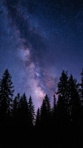深色松樹在充滿活力的星空下形成剪影，銀河在上方閃耀。