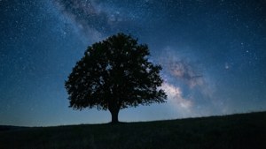星空下的小山丘上的一棵孤樹，銀河可見