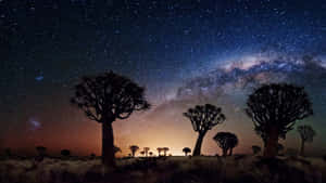 箭袋樹剪影映襯著繁星點點的夜空，銀河清晰可見。
