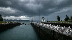 海鷗聚集在燈塔附近暴風雨天空下的水閘牆上。