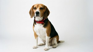 一隻戴著紅色項圈的比格犬坐在白色背景上。
