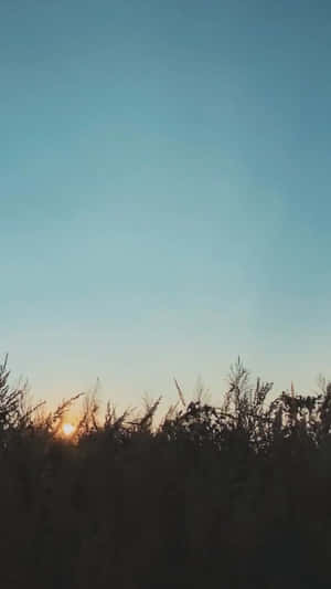 夕陽在高草剪影後，映襯著藍色天空