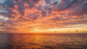海洋上的日落，鳥兒在色彩繽紛的雲彩下靠近地平線飛翔