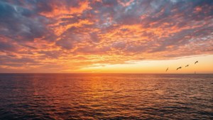 五隻鳥在鮮豔的夕陽下排成隊形飛翔在平靜的海洋上空。