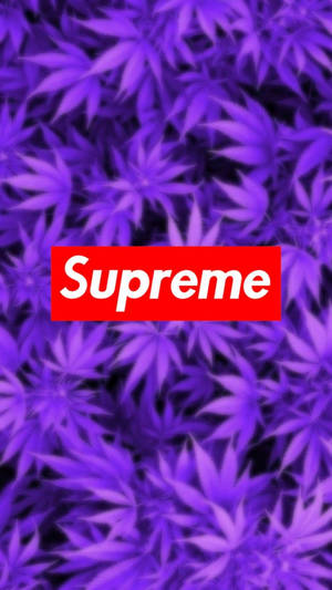紫色大麻葉，中央有紅色Supreme標誌。 — 紫色美學 壁紙