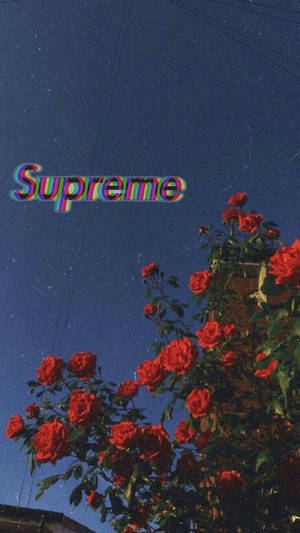 星空夜空中的紅玫瑰和帶有故障效果的Supreme標誌。