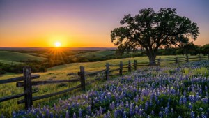 木籬笆旁的紫色野花田，有一棵孤樹和夕陽落在連綿山丘上。