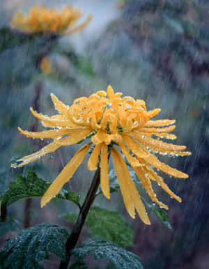 雨中花園裡帶水珠的黃色菊花