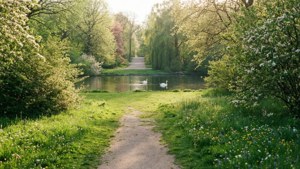 一條蜿蜒的泥路穿過綠色公園，池塘上有天鵝和盛開的樹木。