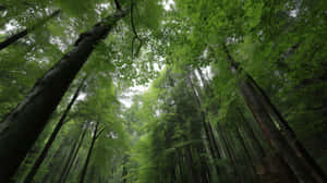 茂密綠色森林中的高大樹木，霧氣穿過樹冠過濾