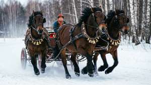 三匹棕色馬匹拉著雪橇穿過雪林，車夫戴著紅帽。