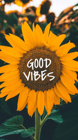 帶有 good vibes 文字疊加的向日葵