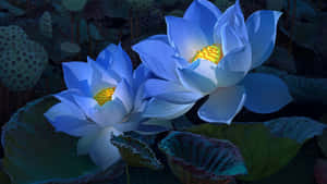 兩朵藍色蓮花，帶有黃色花心，在夜晚的黑暗池塘中發光。 — 深色花卉 壁紙