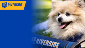 在UC Riverside校園的藍色嬰兒車中的毛茸茸博美犬