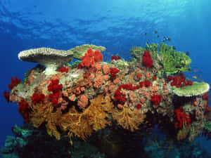 色彩繽紛的珊瑚礁，魚兒在清澈的藍色海水中游動。